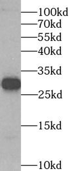 SPIN1 Antibody