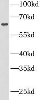 SPOCK2 Antibody