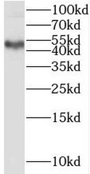 SPRED2 Antibody