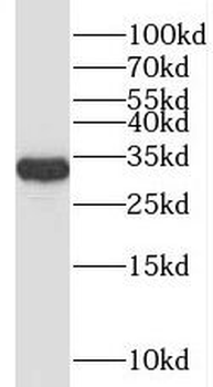 SPRY3 Antibody