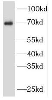 SRF Antibody