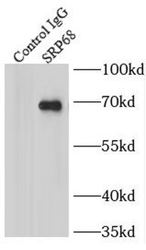 SRP68 Rabbit Polyclonal Antibody