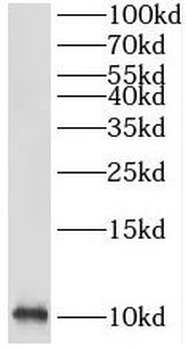 SRP9 Antibody