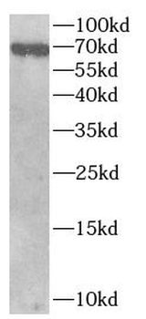 SRPK1 Antibody