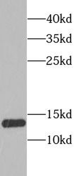 SSBP1 Antibody