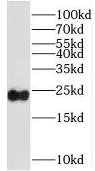 SSX4 Antibody