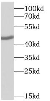 ST3GAL3 Antibody