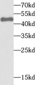 STAMBP Antibody