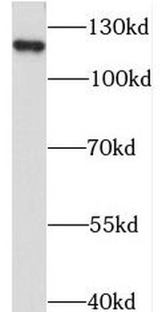 STARD8 Antibody