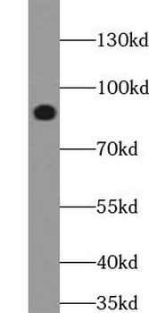 STAT3 Antibody