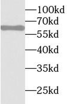 STAU1 Antibody