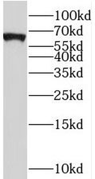 STAU2 Antibody
