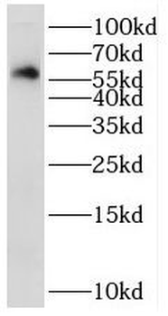 STK32C Antibody