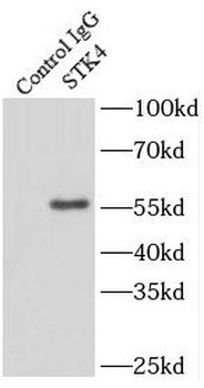 STK4 Rabbit Polyclonal Antibody