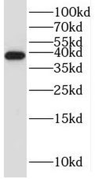 STRADB Antibody
