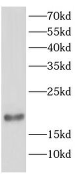 SUB1 Antibody
