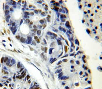 SUB1 Rabbit Polyclonal Antibody