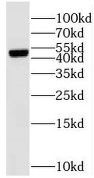 SUCLA2 Rabbit Polyclonal Antibody