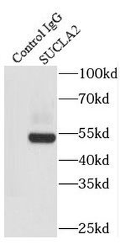 SUCLA2 Rabbit Polyclonal Antibody