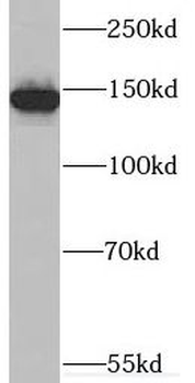 SULF2 Antibody