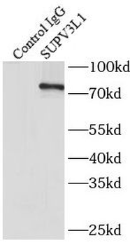 SUPV3L1 Rabbit Polyclonal Antibody