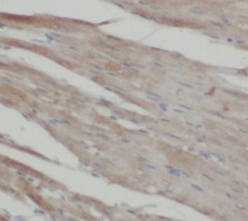 SURF1 Rabbit Polyclonal Antibody