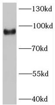 SV2C Antibody