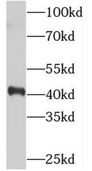SYCE1 Antibody