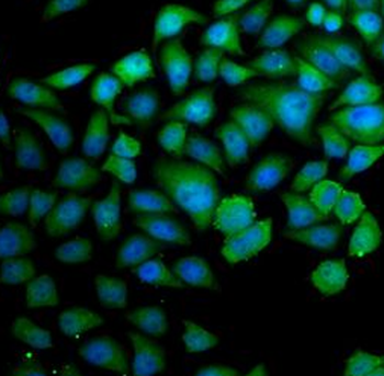 SYNCRIP Rabbit Polyclonal Antibody