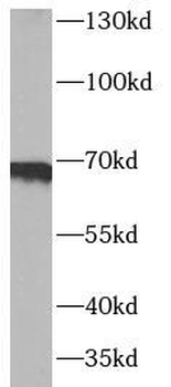 SDC3 Antibody