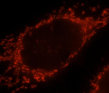 SDC3 Rabbit Polyclonal Antibody