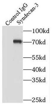 SDC3 Rabbit Polyclonal Antibody