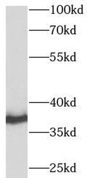STX4 Antibody