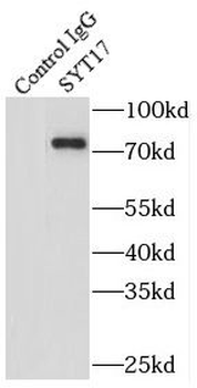 SYT17 Rabbit Polyclonal Antibody