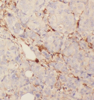 SYTL4 Rabbit Polyclonal Antibody