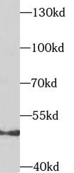 TACR3 Antibody