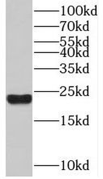 TAF12 Antibody