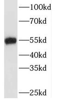 TAF7 Antibody