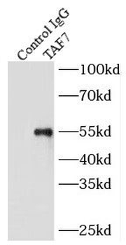 TAF7 Rabbit Polyclonal Antibody