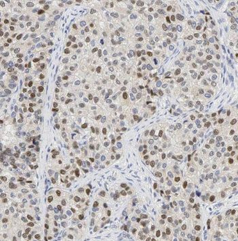 TAF9B Antibody