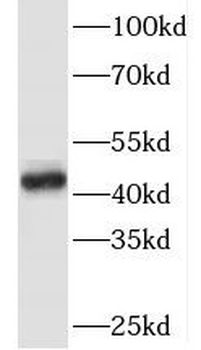 TAL1 Antibody