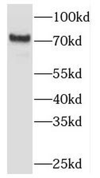 TBC1D23 Antibody
