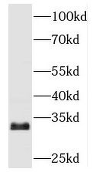 TBCB Antibody