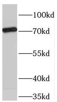 TBX2 Antibody