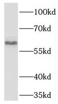 TBX21 Antibody