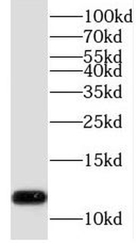 TCEAL7 Antibody
