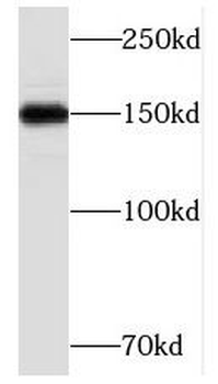 TCERG1 Antibody