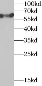 TCP1 Rabbit Polyclonal Antibody