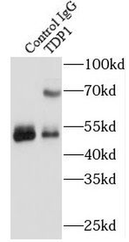 TDP1 Rabbit Polyclonal Antibody