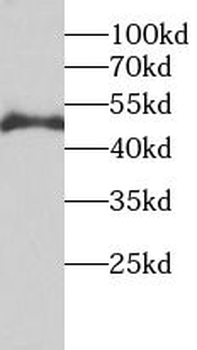TEAD3 Antibody